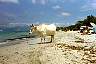 042PlagedeSaleccia.jpg