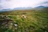 08Connemara2.jpg