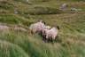 08Connemara3.jpg