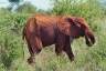 26Elephant.jpg