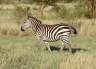 27Zebra.jpg