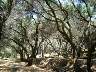 05OliveTrees.jpg